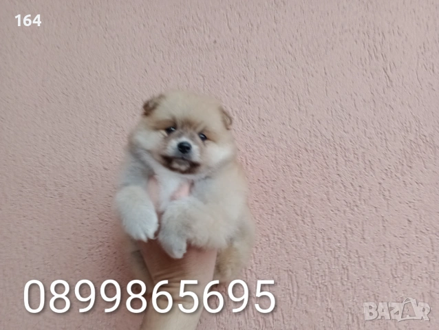 Мъжки Померан. Реални снимки от 29.03.26 г., снимка 5 - Померан - 54012946