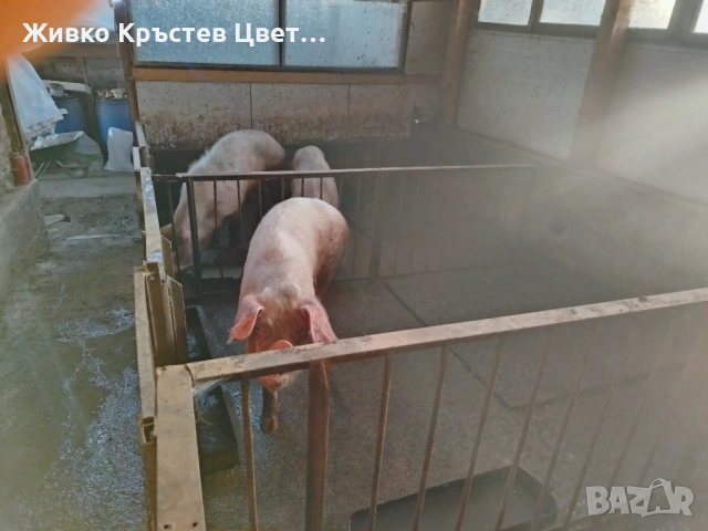 Продавам свине майки , снимка 2 - Прасета - 54319937