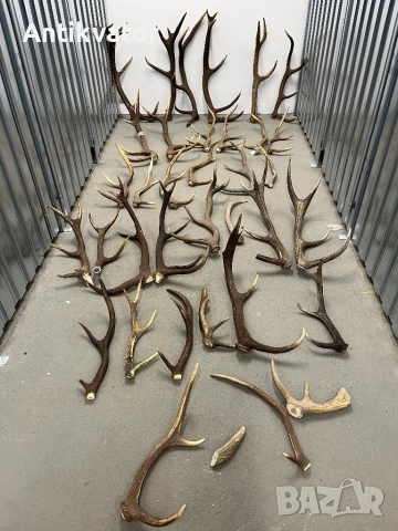 Рога от елен и сръндак