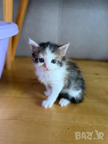 Ангорско Котенце + Доставка 50 евро, снимка 8 - Ангорски - 40695376