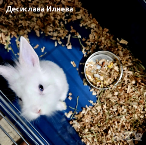 Подарявам декоративно зайче, снимка 3 - Декоративни зайчета - 55065394