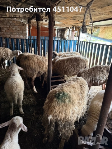 Продавам млади овце , снимка 2 - Овце - 54182180