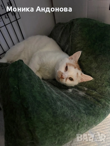 Сляпо мъжко коте си търси дом, снимка 3 - Други - 55275953
