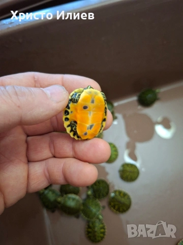 Продава червенакоремни водни костенурки , снимка 5 - Костенурки - 54230010