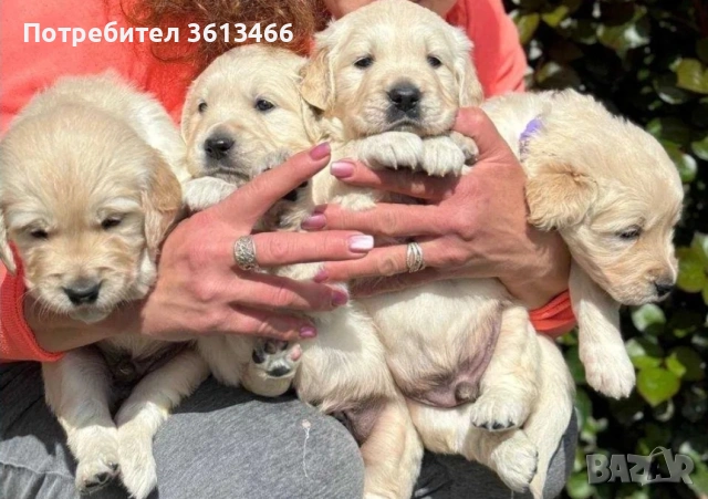 Голдън ретривър чистокръвни
