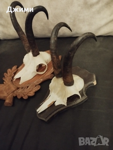 диви кози, снимка 2 - Антикварни и старинни предмети - 54371771