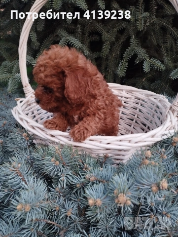 Той Пудел , снимка 2 - Пудели - 54032133