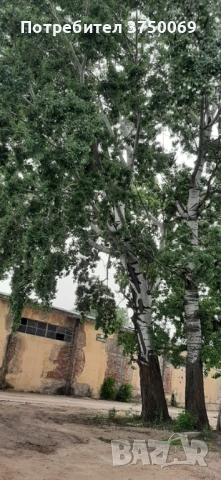 Рязане на опасни дървета по алпийски способ, снимка 4 - Други - 54069878