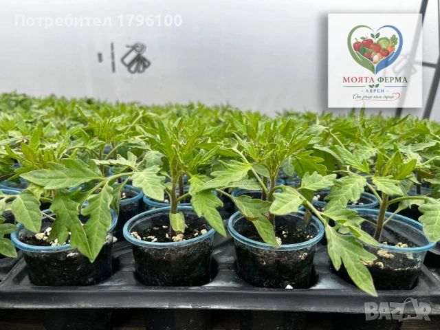 Разсад - домати, пипер, краставици, снимка 7 - Разсади - 54341369