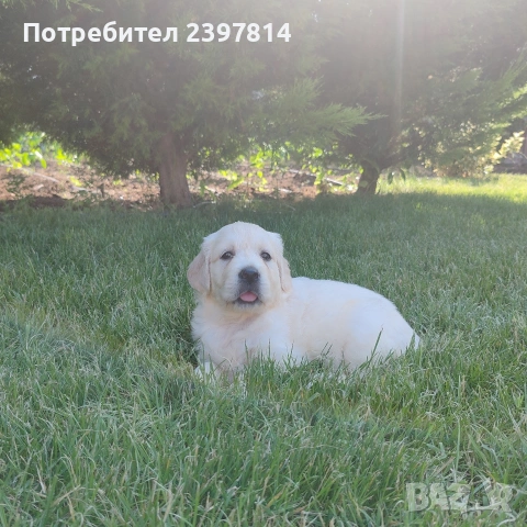 Голдън ретривър , снимка 10 - Голдън ретривър - 55008971