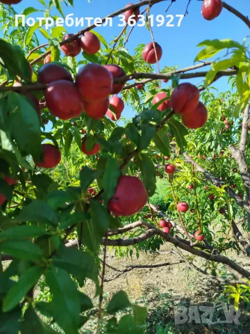 Продавам нектарини , снимка 2 - Домашни продукти - 55412584