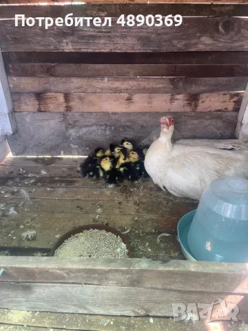 Продавам малки мускусни патици.Може и с майката.