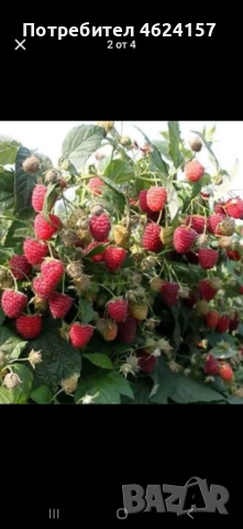 Продавам разсад ягоди, снимка 10 - Сортови семена и луковици - 54183157