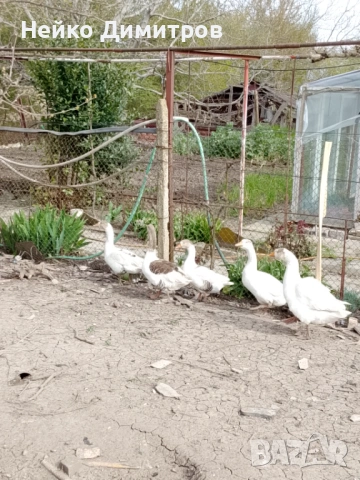 Петли патици гъски , снимка 8 - Патици и гъски - 54212161
