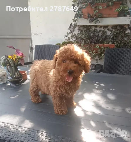 Той пудел момче