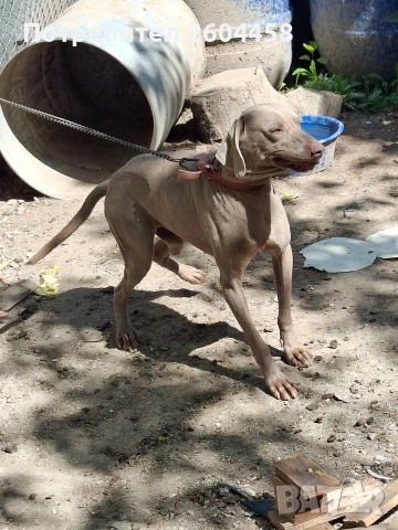 ваймаранер мажко куче, снимка 2 - Други - 54330310