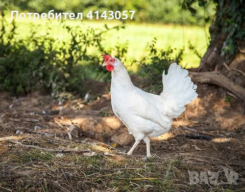 Продаваме ярки - кокошки на 16 седмици, снимка 2 - Кокошки и пуйки - 55196356