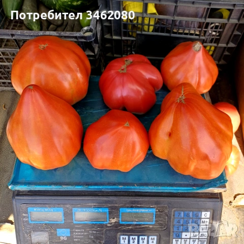 Разсад - Домати, снимка 9 - Разсади - 53999169