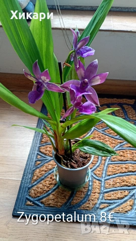 Ароматна орхидея Zygopetalum с цвят