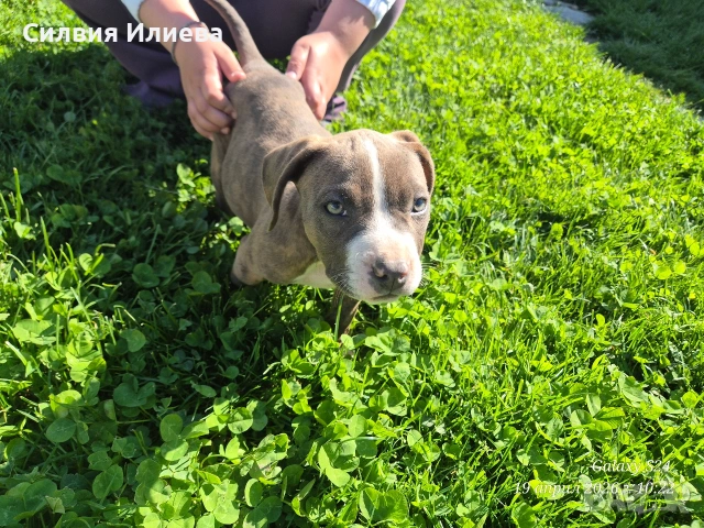 Малък женски питбул, снимка 2 - Питбул - 54090036