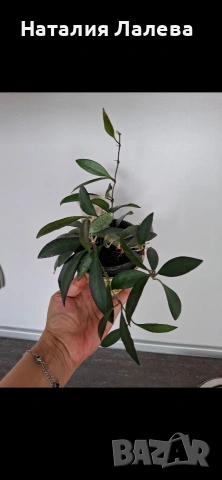 Хоя, hoya Rosita