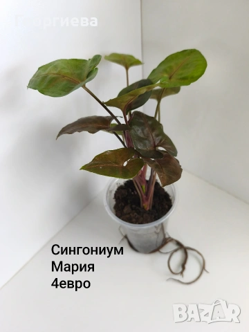 сингониум Мария