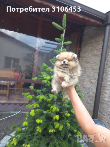 Померан - pomeranian