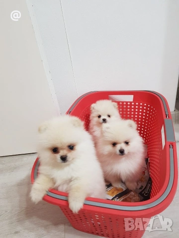 Померан померани Гр. София, снимка 10 - Померан - 54000226