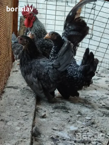 Продавам ярки шабо