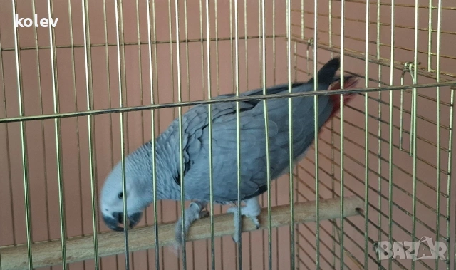 Папагал Жако ръчно хранен , снимка 7 - Папагали - 53571247