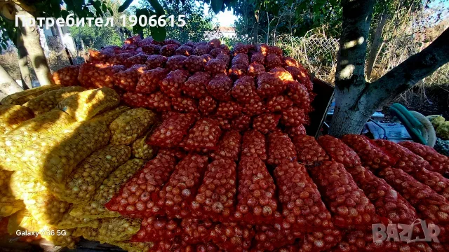 Лук и балучка сорт Лясковски 58 