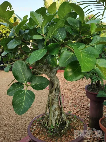 Фикус Ficus benghalensis, снимка 2 - Стайни растения - 55343493