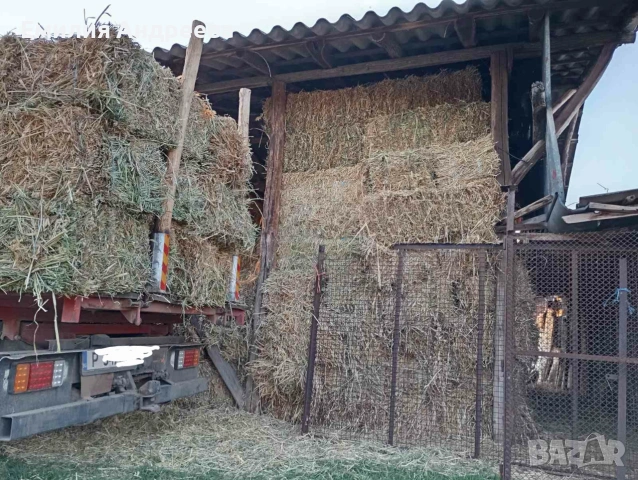Продавам бали овес и грах, снимка 2 - За селскостопански - 55068385