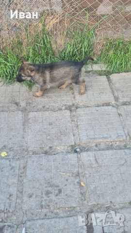 Немски овчарки Сивак, снимка 3 - Немска овчарка - 54333836