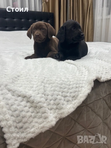 Чистокръвни Лабрадор Ретривър:, снимка 10 - Лабрадор ретривър - 53164804