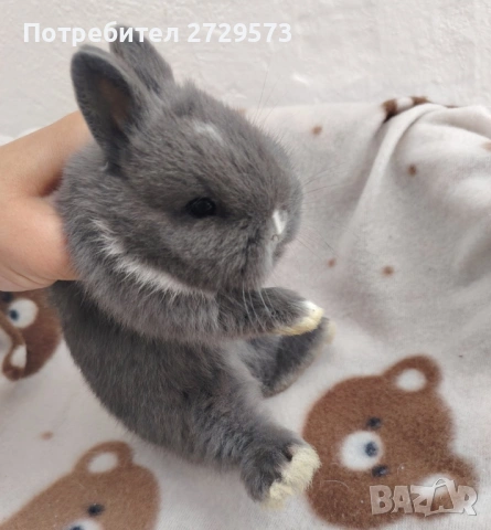 Декоративни Зайчета - Зайче Лъвска Глава Холандско Джудже Декоративно Зайче Мини Заек Зайци Джуджета, снимка 2 - Декоративни зайчета - 54626689