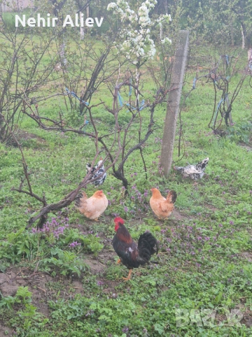 Продавам млади кокошки и петли