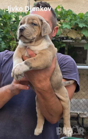 Американско були ХЛ /American bully XL, снимка 11 - Други - 55673984