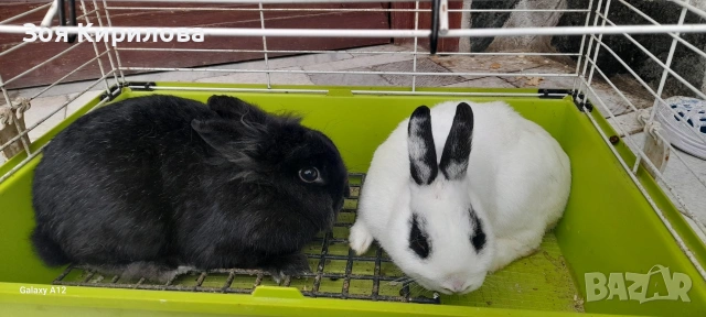 Мини зайчета, снимка 4 - Декоративни зайчета - 54835958