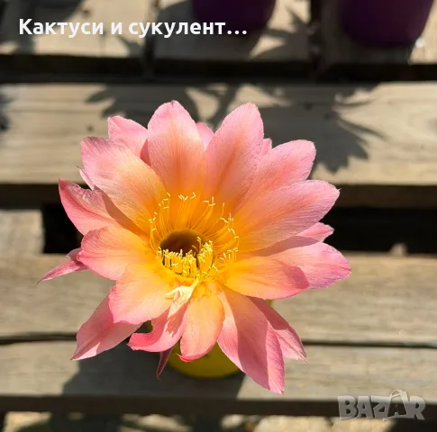 Цъфтящи Кактуси Echinopsis Hybrid омбре преливащи се цветове , снимка 13 - Градински цветя и растения - 55683810