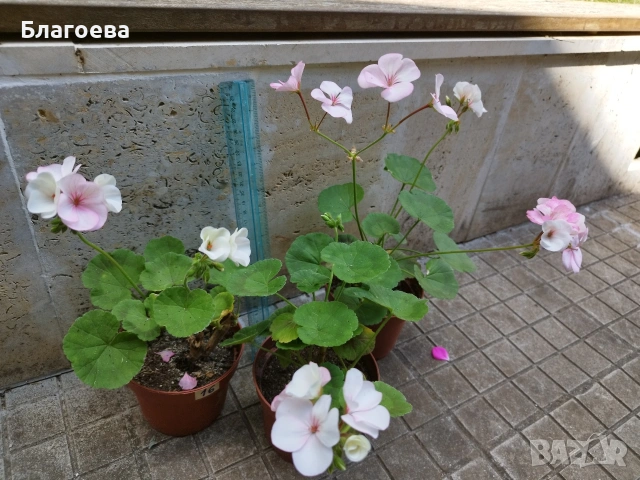 Мушкато различни цветове от 1 € до 2.50 €/бр, снимка 13 - Стайни растения - 54865354