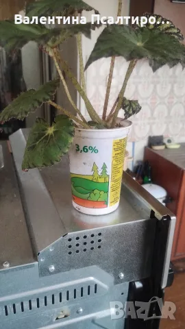 тигрова бегония 