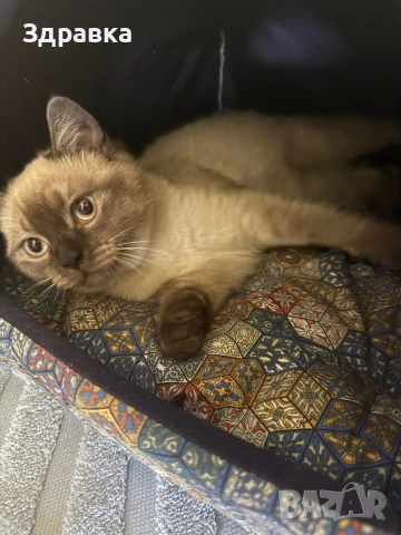 Колор пойнт коте 