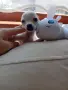 чихуахуа мини мъжки 3мец., снимка 9