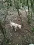 Логото куче за трюфели, снимка 4