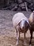 Свободна овца! Редовна. , снимка 2