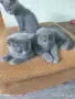 британски котенца , снимка 5