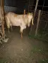 Продавам англо-нубийски кози и пръчове, снимка 2