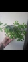 Колумнея, columnea Orange Sherbet, снимка 5