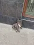 Мъжки син Френски Булдог , снимка 1